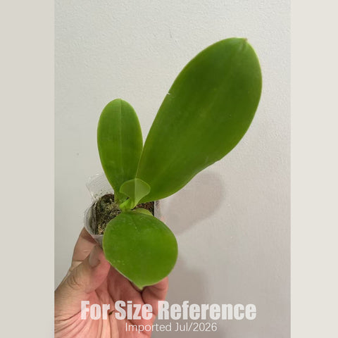 [Bare-root][AS-IS Import] Phal. Blue Jennifer x Lioulin Bluebird 藍珍妮x藍鳥 [1.7" NBS] [Jun Preorder 26]