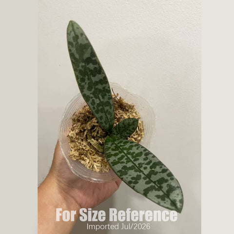 [Bare-root][AS-IS Import] Phal. schilleriana 'SWR405' (Rosy) SWR西蕾莉玫瑰香 [1.7" NBS] [Jun Preorder 26]