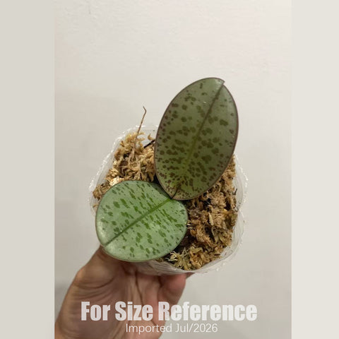 [Bare-root] Phal. schilleriana (Silver Leaves) 'Mindoro'  [1.7" NBS] [July in stock]