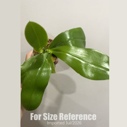 [Bare-root][AS-IS Import] Phal. speciosa "Blue" x violacea indigo 藍盾x硬地狗 [2.8" BS] [Jun Preorder 26]