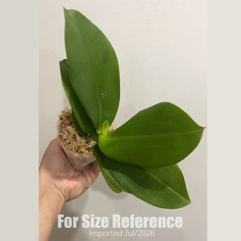 [Bare-root][AS-IS Import] Phal. I-Hsin Venus 'Sunkissed' [2.8" BS] [Jun Preorder 26]