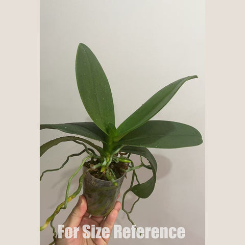 [Potted]Phal. Youghome Princess 196 永宏公主196[Sept in Stock]