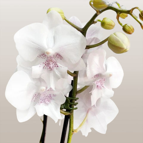 [Potted]Phal. Youghome Princess 196 永宏公主196[Sept in Stock]