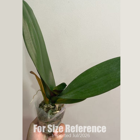 [Bare-root] #Big Lip# Phal. OX Sunkist '0783'  [2.4" BS][July in stock]