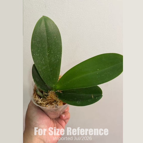 [Bare-root][AS-IS Import] Phal. San Juan 祥雲 [2.4" NBS] [Jun Preorder 26]