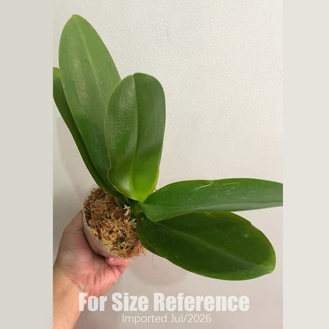 [Bare-root][AS-IS Import] Phal. Anthura Ferrara 安祖菲拉拉 [2.8" BS] [Jun Preorder 26]