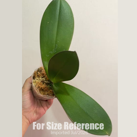 [Bare-root] Phal. King Car Dalmatian 大麥町  [2.4" BS][July in stock]
