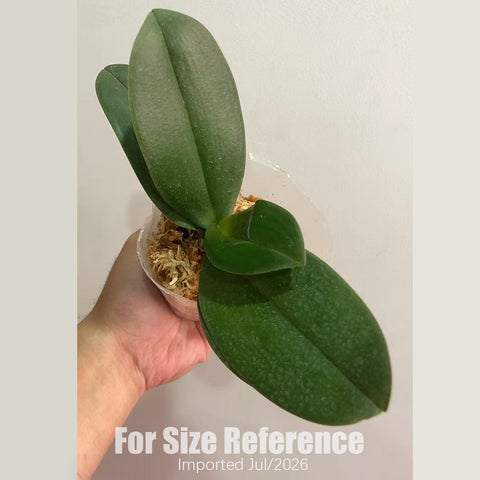 [Bare-root][AS-IS Import] Phal. Dreamwood 幻境森林之子 [2.4" NBS] [Jun Preorder 26]