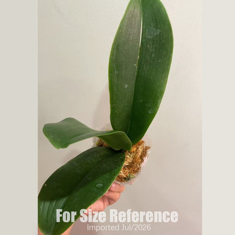 [Bare-root][AS-IS Import] Phal. I-Hsin Spot Leopard 'peloric' [2.8" BS] [Jun Preorder 26]