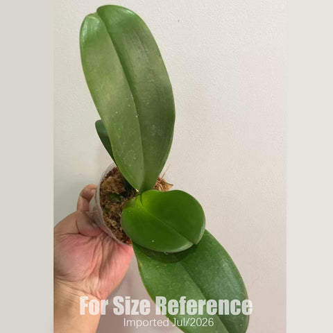 [Bare-root] Phal. Suki "Salmon"變色鮭魚  [2.4" BS][July in stock]