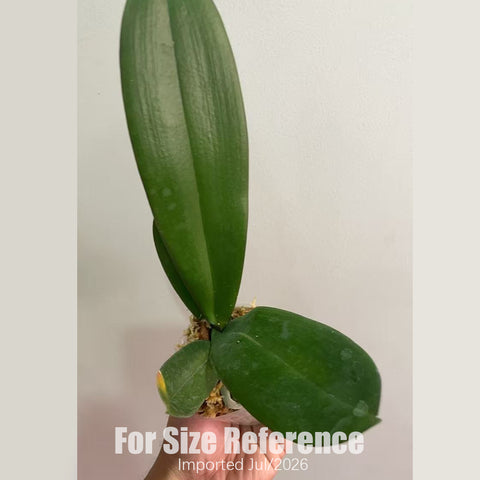 [Bare-root] Phal. Fureshing Speckle 夜光 [2.8" BS][Jun Preorder]