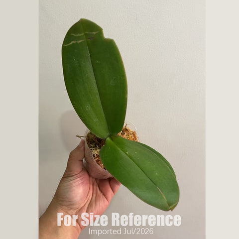[Bare-root] Phal. Allura Picasso 閃電俠 [2.8" BS][July in stock]
