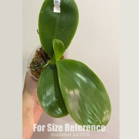 [Rootted] Phal. Joy Spring Canary 'Orange' 金絲雀 '橘' [2.8" BS][July in stock]