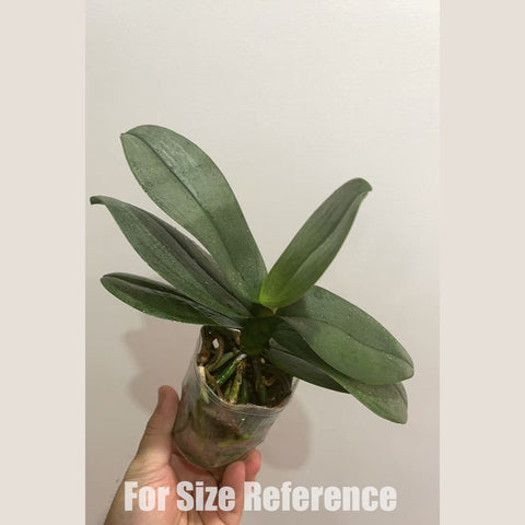 [Potted]Phal. Pinlong Cheris 檳榔西施 [Sept in stock]