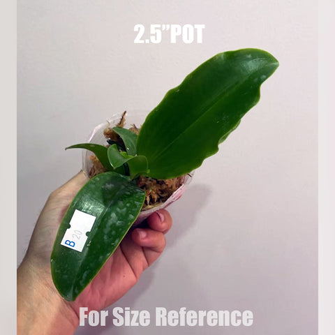 [Bare-root]Phal. lueddemanniana var. coerulea × sib 路德藍變種 [Aug in Stock]