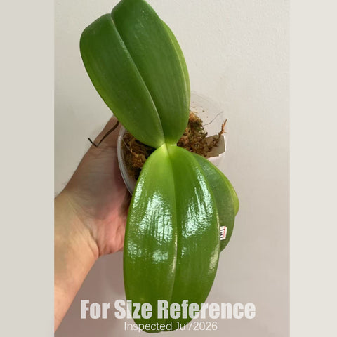 [Bare-root] Phal. Younger Little Blue ‘910’ 小藍莓910  [2.4" BS][July in stock]