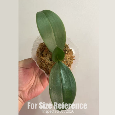 [Bare-root] Phal. Mini Mark 迷你馬克 [2.5" BS][July in stock]
