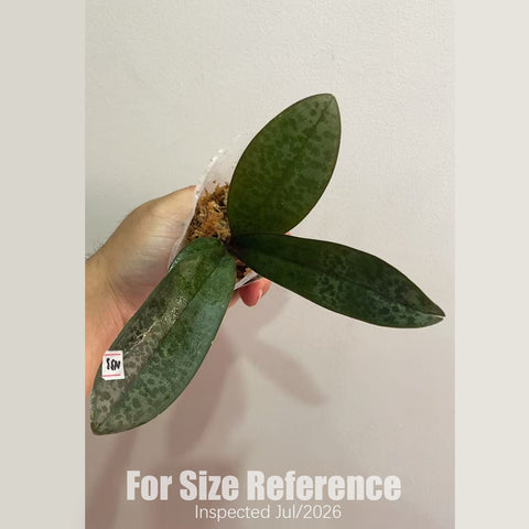 [Rooted] Phal. speciosa 'purple' x Phal. schilleriana '112-1' 西x紫盾 [2.5" BS][July in stock]