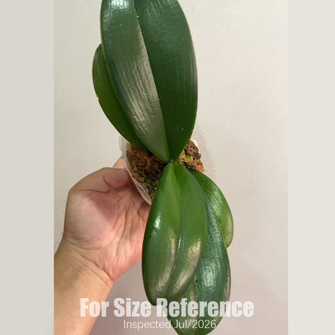[Rooted] Phal. Charming Flamingo 鮮明火鶴 [2.5" BS][July in stock]