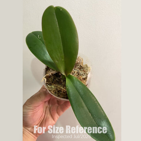 [Bare-root] Phal. SKB Sakura 櫻花SKB [2.5" BS][July in stock]