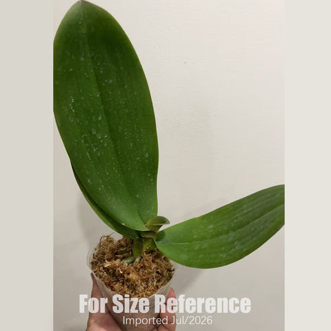 [Bare-root] Phal. Pink Velvet MIH67 ”peloric“ [2.8“ BS][July in stock]