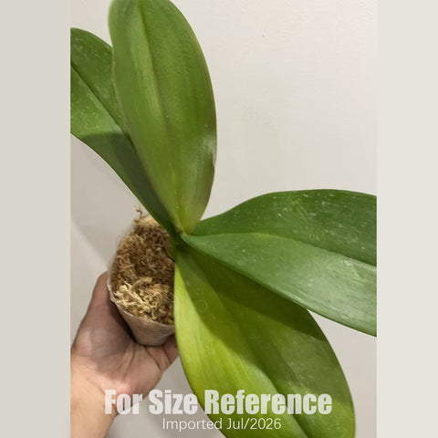 [Bare-root] Phal. OX Van Gogh [3“ BS][July in stock]