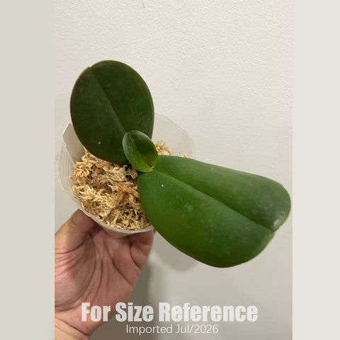 [Bare-root] Phal. Masque (Peloric) [2.4“ NBS][July in stock]
