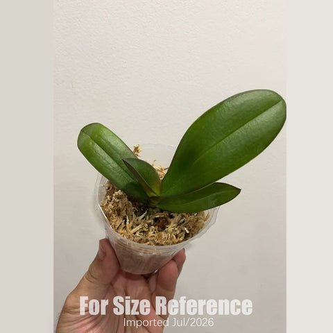 [Bare-root] Phal. Midnight Swan 午夜天鵝 [1.7" NBS][July in stock]