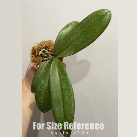 [Bare-root] Phal. Fragrance Elf 香芬精靈 [2.8“ BS][July in stock]