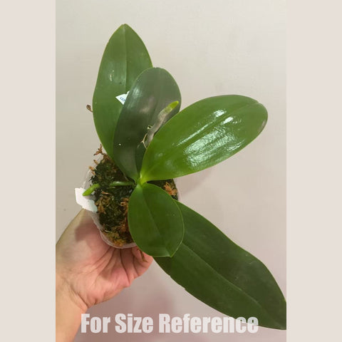 [AS-IS]Phal. Lyndon Mix Zebra '824' 林登斑馬 '824'[Sept in stock]