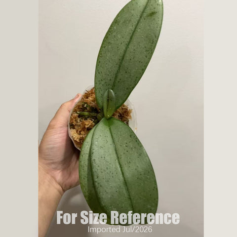 [Bare-root] Phal. Ron-E Glamor '3252' 粉羽精靈 [2.8“ BS][July in stock]