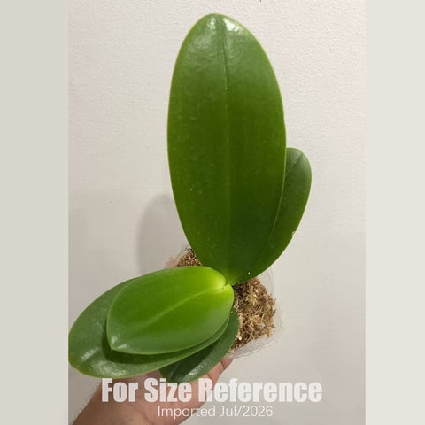 [Bare-root] Phal. SWR Snowflake 'Peloric' 雪花兩眼  [2.5“ BS][July in stock]