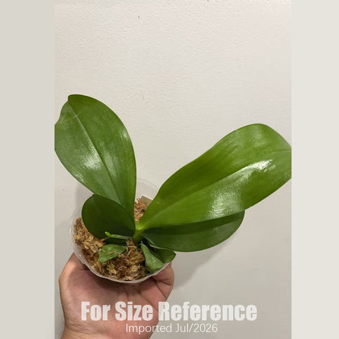 [Bare-root] Phal. (Ho’s Kuangfong Glory-Mambo) x Phal. Yaphon Golden Waltz [2.5“ BS][July in stock]