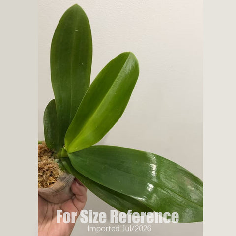 [Bare-root] Phal. Brother Prince ‘Hai Tony’ [2.8“ BS][July in stock]