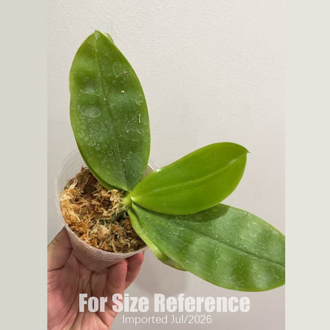 [Bare-root] Phal. javanica  x tetraspis ‘blue’ [2.5“ BS][July in stock]