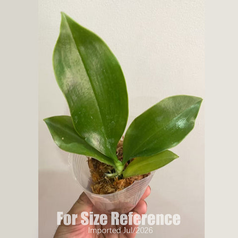 [Bare-root] Phal. modesta xsib [2.5“ BS][July in stock]