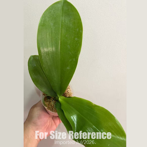 [Bare-root] Phal. Lyndon Reflex x Yaphon Lover 奶黃包CLONE [2.8“ BS][July in stock]