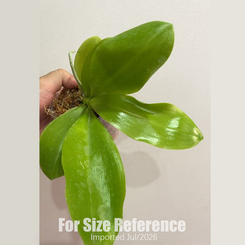 [Bare-root] Phal. speciosa’ Blue’ x sib 藍盾 [2.8“ BS][July in stock]