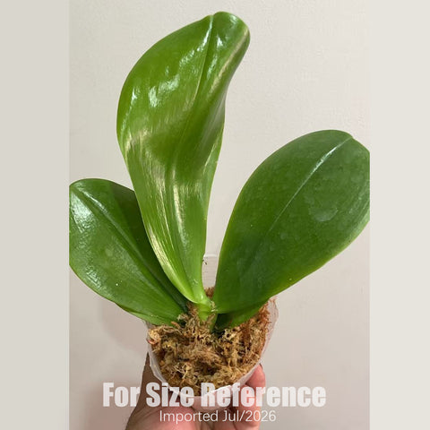 [Bare-root] Phal. LL Blue Wave ‘YM53’ [2.8“ BS][July in stock]
