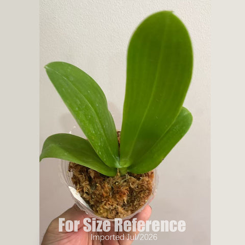 [Bare-root] Phal. Equalacea x violacea indigo (Peloric) EQ狗兩眼 [2.5“ BS][July in stock]