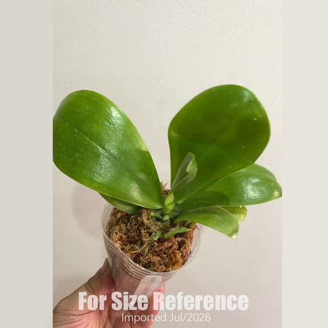 [Bare-root] Phal. Yang’s Double Diamond ‘Pearl Violet’ 珍珠紫 [2.5" BS][July in stock]