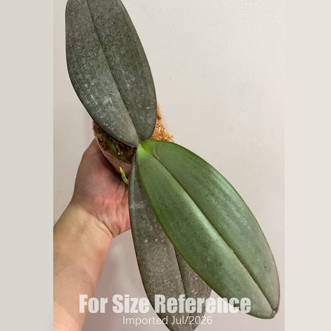 [Bare-root] Phal. Schillerikapu 西卡普  [2.8" BS][July in stock]