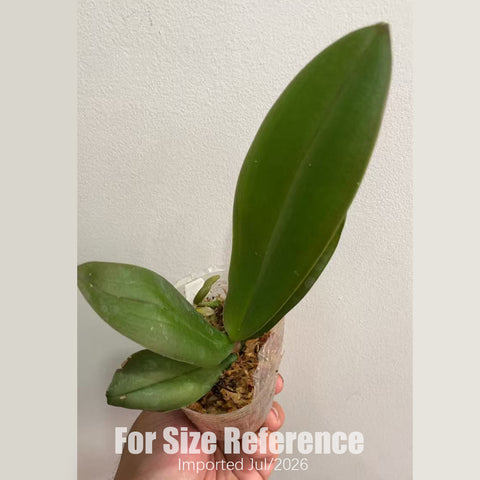 [Bare-root] Phal.  MC Mermaid Peloric  [2.4“ NBS][July in stock]