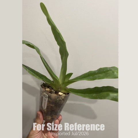[Bare-root] Paph. chamberlainianum × sib 張伯倫拖鞋蘭 [2.8 BS][July in stock]