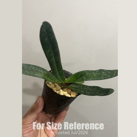 [Bare-root] Paph. niveum × sib 尼蜜 [2.4 BS][July in stock]