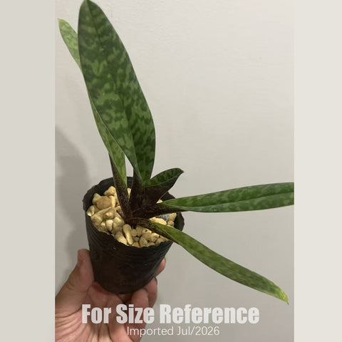 [Bare-root] Paph. venustum × sib 秀麗兜 [2.4 BS][July in stock]