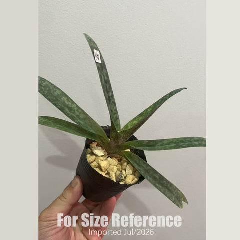 [Bare-root] Paphi. delenatii 'Red'x sib  [2.4 BS][July in stock]