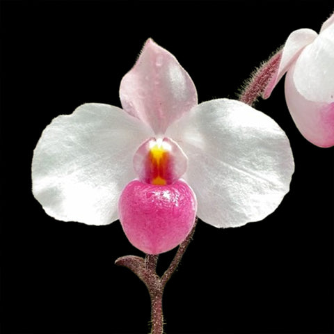 [Bare-root] Paphi. delenatii 'Red'x sib  [2.4 BS][July in stock]