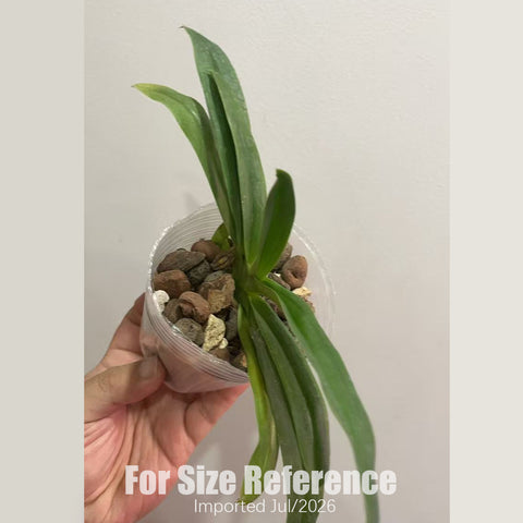 [Bare-root] Paph. primulinum 'alba' xsib [2.4 BS][July in stock]
