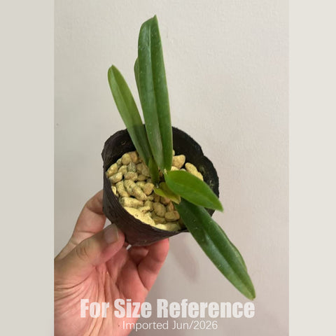 [Bare-root] Paph. hangianum xsib  [2.4 NBS][July in stock]